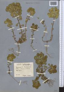 Euphorbia helioscopia L., Middle Asia, Karakum (M6) (Turkmenistan)