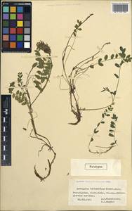 Astragalus marinus A. Boriss., Siberia, Chukotka & Kamchatka (S7) (Russia)