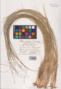 Stipa zalesskii Wilensky, Eastern Europe, Lower Volga region (E9) (Russia)