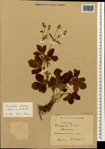 Potentilla elatior Willd. ex Schltdl., Caucasus, Abkhazia (K4a) (Abkhazia)