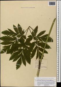 Selinum physospermifolium (Albov) Hand, Caucasus, Stavropol Krai, Karachay-Cherkessia & Kabardino-Balkaria (K1b) (Russia)