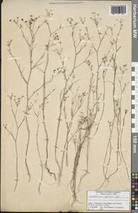 Bupleurum gerardi All., South Asia, South Asia (Asia outside ex-Soviet states and Mongolia) (ASIA) (Turkey)