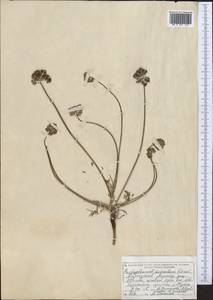 Lomatocarpa albomarginata (Schrenk) Pimenov & Lavrova, Middle Asia, Northern & Central Tian Shan (M4) (Kyrgyzstan)