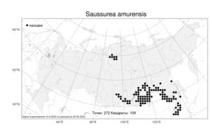 Saussurea amurensis Turcz. ex DC., Atlas of the Russian Flora (FLORUS) (Russia)