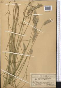 Melica ciliata L., Middle Asia, Western Tian Shan & Karatau (M3) (Kazakhstan)