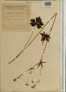 Ranunculus propinquus C.A.Mey., Siberia, Baikal & Transbaikal region (S4) (Russia)