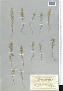 Alyssum alyssoides (L.) L., Middle Asia, Western Tian Shan & Karatau (M3) (Kazakhstan)