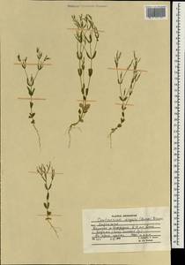 Centaurium pulchellum var. meyeri (Bunge) Omer, South Asia, South Asia (Asia outside ex-Soviet states and Mongolia) (ASIA) (Afghanistan)