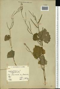 Alliaria petiolata (M.Bieb.) Cavara & Grande, Eastern Europe, North Ukrainian region (E11) (Ukraine)