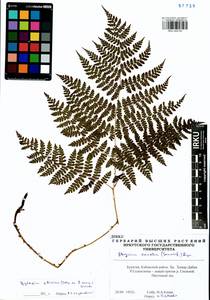 Diplazium sibiricum (Turcz. ex Kunze) Sa.Kurata, Siberia, Baikal & Transbaikal region (S4) (Russia)