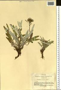 Saussurea pricei N. D. Simpson, Siberia, Altai & Sayany Mountains (S2) (Russia)