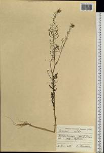 Sinapis alba L., Siberia, Russian Far East (S6) (Russia)
