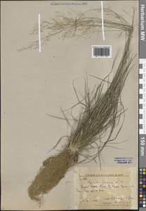 Agrostis, Siberia, Russian Far East (S6) (Russia)