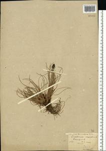 Eriophorum vaginatum L., Eastern Europe, Northern region (E1) (Russia)