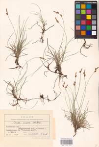 Carex supina Willd. ex Wahlenb., Eastern Europe, Central forest-and-steppe region (E6) (Russia)
