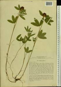 Trifolium alpestre L., Eastern Europe, Central region (E4) (Russia)