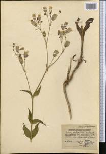 Silene commutata Guss., Middle Asia, Northern & Central Tian Shan (M4) (Kyrgyzstan)