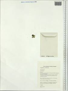 Selaginella, Australia & Oceania (AUSTR) (Australia)