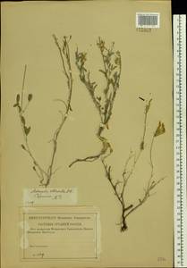 Astragalus albicaulis DC., Eastern Europe, Lower Volga region (E9) (Russia)