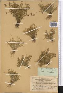 Juncus ranarius Songeon & E.P.Perrier, Middle Asia, Western Tian Shan & Karatau (M3) (Kazakhstan)