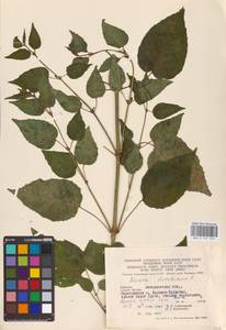 Circaea lutetiana L., Eastern Europe, West Ukrainian region (E13) (Ukraine)