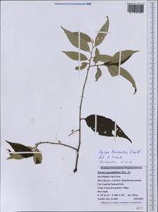 Styrax benzoides Craib, South Asia, South Asia (Asia outside ex-Soviet states and Mongolia) (ASIA) (Vietnam)
