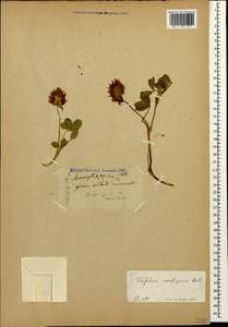Trifolium ambiguum M.Bieb., Caucasus, Stavropol Krai, Karachay-Cherkessia & Kabardino-Balkaria (K1b) (Russia)