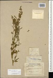 Chenopodium acerifolium Andrz., Caucasus, Krasnodar Krai & Adygea (K1a) (Russia)