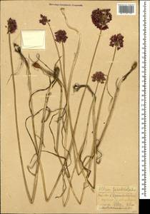 Allium fuscoviolaceum Fomin, Caucasus, Krasnodar Krai & Adygea (K1a) (Russia)