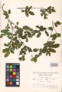 Lonicera nigra L., Eastern Europe, West Ukrainian region (E13) (Ukraine)