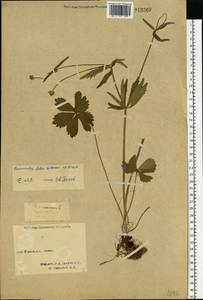 Ranunculus fallax (Wimm. & Grab.) Schur, Eastern Europe, Northern region (E1) (Russia)