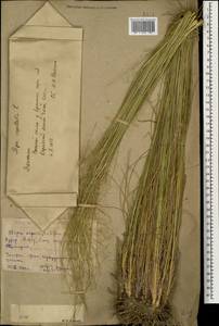 Stipa capillata L., Caucasus, Dagestan (K2) (Russia)