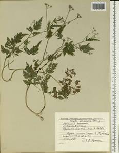 Torilis ucranica Spreng., Eastern Europe, West Ukrainian region (E13) (Ukraine)