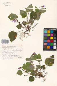 Viola reichenbachiana Jord. ex Boreau, Eastern Europe, Moscow region (E4a) (Russia)