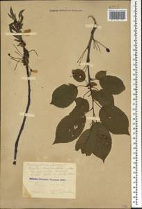 Prunus avium (L.) L., Caucasus, Krasnodar Krai & Adygea (K1a) (Russia)