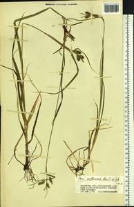 Carex mollissima Christ ex Scheutz, Siberia, Baikal & Transbaikal region (S4) (Russia)