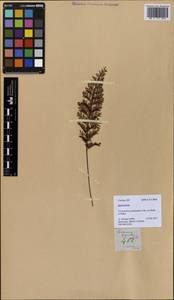 Abrodictyum idoneum (C. V. Morton) Ebihara & K. Iwats., South Asia, South Asia (Asia outside ex-Soviet states and Mongolia) (ASIA) (Malaysia)