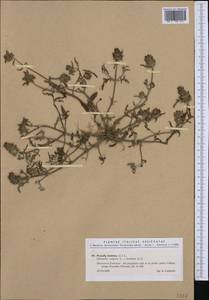 Prunella laciniata (L.) L., Western Europe (EUR) (Italy)