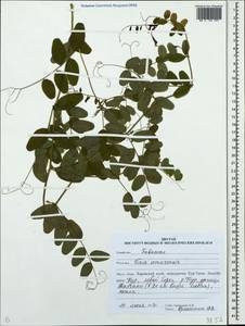 Vicia amurensis Oett., Siberia, Russian Far East (S6) (Russia)