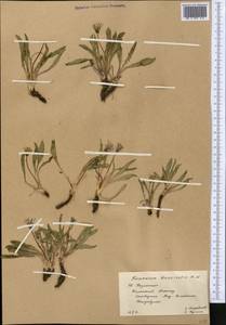 Taraxacum brevirostre Hand.-Mazz., Middle Asia, Western Tian Shan & Karatau (M3) (Kazakhstan)