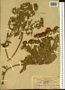 Aster spathulifolius Maxim., Siberia, Russian Far East (S6) (Russia)