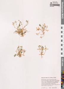 Cherleria biflora (L.) A.J.Moore & Dillenb., Siberia, Chukotka & Kamchatka (S7) (Russia)