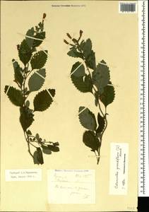 Clinopodium grandiflorum (L.) Kuntze, Crimea (KRYM) (Russia)