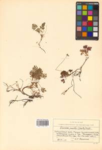 Geum selinifolium (Fisch. ex F. Schmidt) Hultén, Siberia, Russian Far East (S6) (Russia)