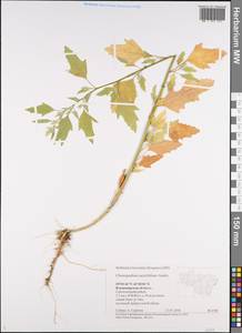 Chenopodium acerifolium Andrz., Eastern Europe, Central region (E4) (Russia)