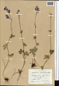 Aconitum nemorum Popov, Middle Asia, Northern & Central Tian Shan (M4) (Kyrgyzstan)