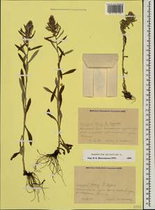 Omalotheca sylvatica (L.) Sch. Bip. & F. W. Schultz, Caucasus, Krasnodar Krai & Adygea (K1a) (Russia)