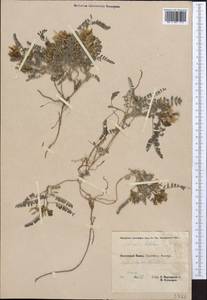 Astragalus tibetanus Benth. ex Bunge, Middle Asia, Pamir & Pamiro-Alai (M2) (Tajikistan)