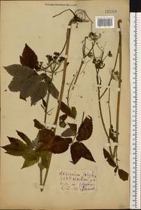 Aegopodium podagraria L., Eastern Europe, Belarus (E3a) (Belarus)