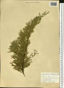 Juniperus sabina var. davurica (Pall.) Farjon, Siberia, Russian Far East (S6) (Russia)